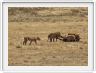 Safari dans le  Cratère de Ngorongoro