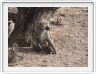 Parc national Tarangire