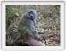 Lake Manyara national Park