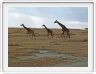 Dans les environs du Lac Ndutu (Serengeti)